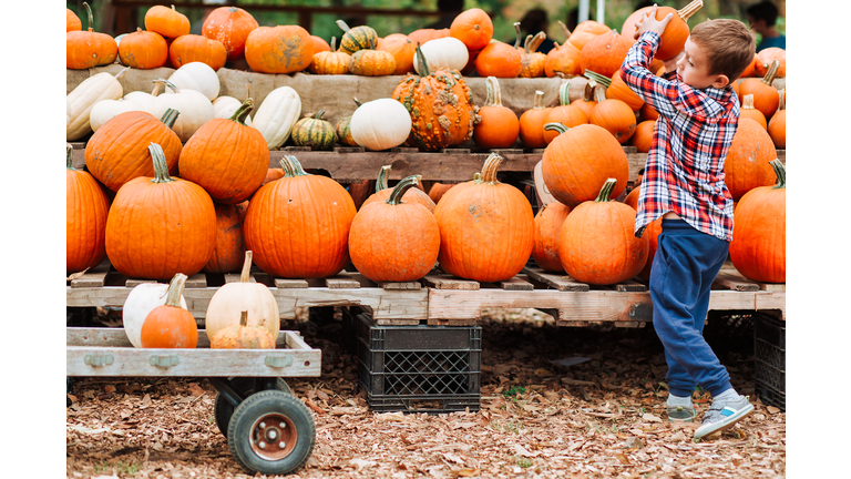 kid on a harvest festival at farm.