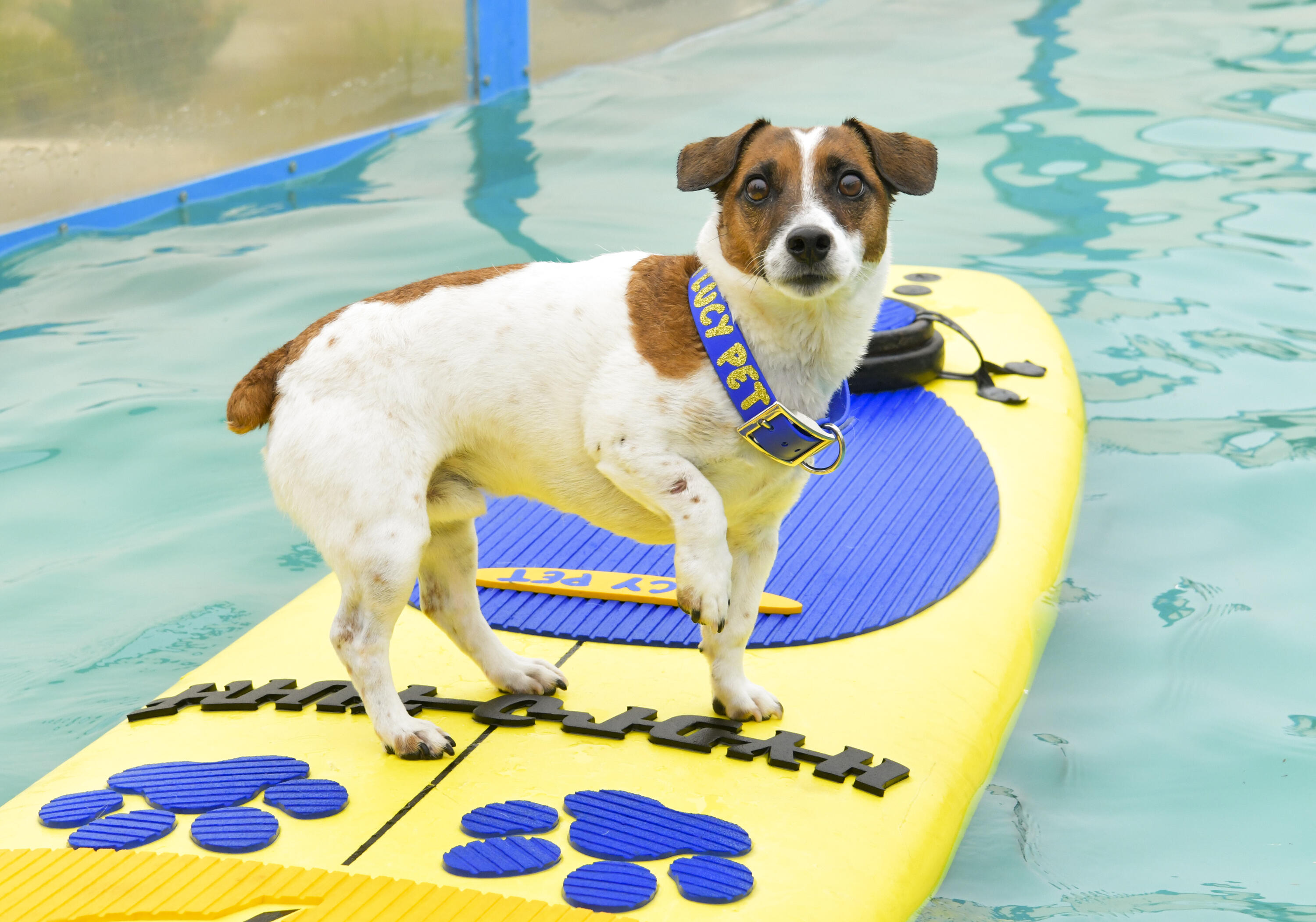 Super Dog Max Hangs Out With The Tampa Bay Rays Baseball Team - DogTime