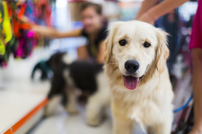 Cute Golden retriever pet store