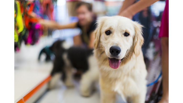 Cute Golden retriever pet store