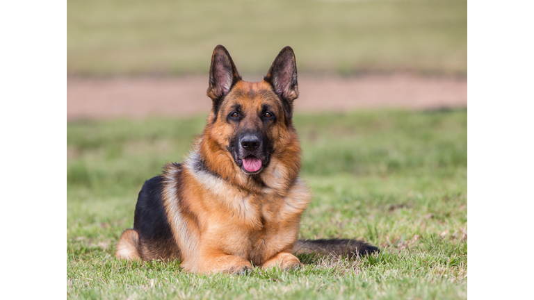 Portrait of German Shepherd Dog lying on grass