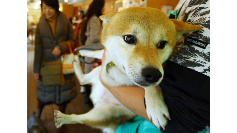 Rent-A-Dog Booms In Japan