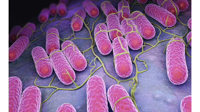 Culture of Salmonella bacteria