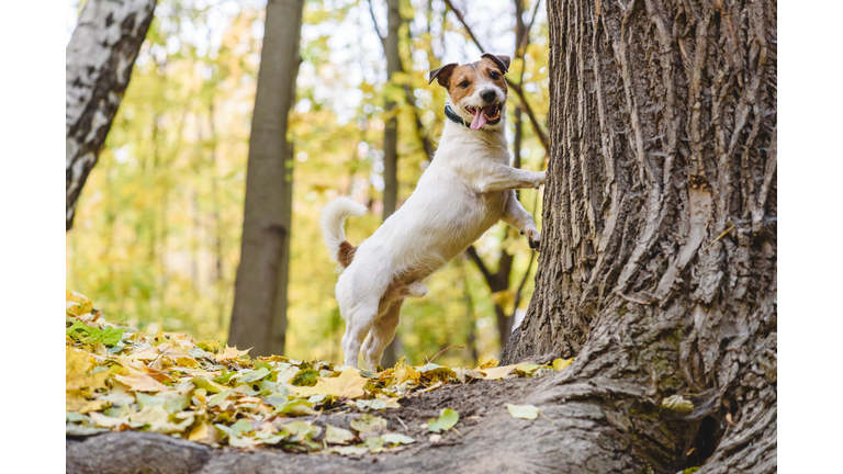 Dog tired to chase cat or squirrel standing under tree