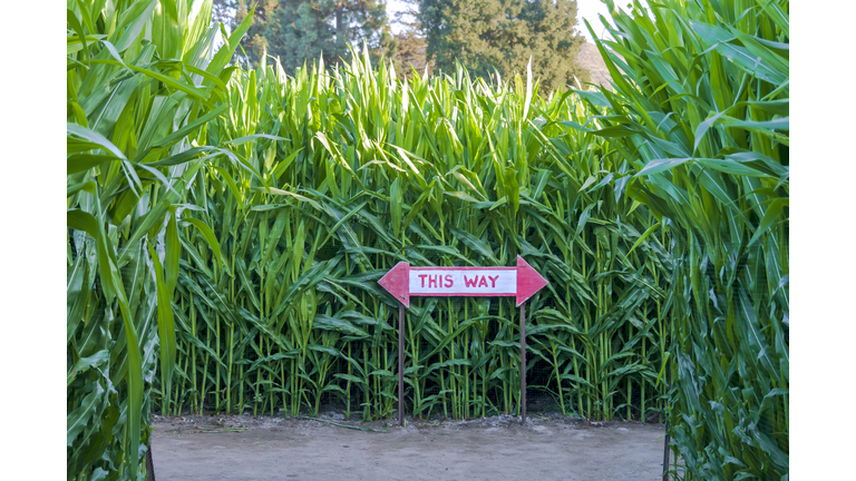 Corn maze with directional sign