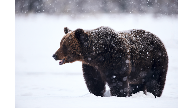 Bear Standing On Field During Snowfall