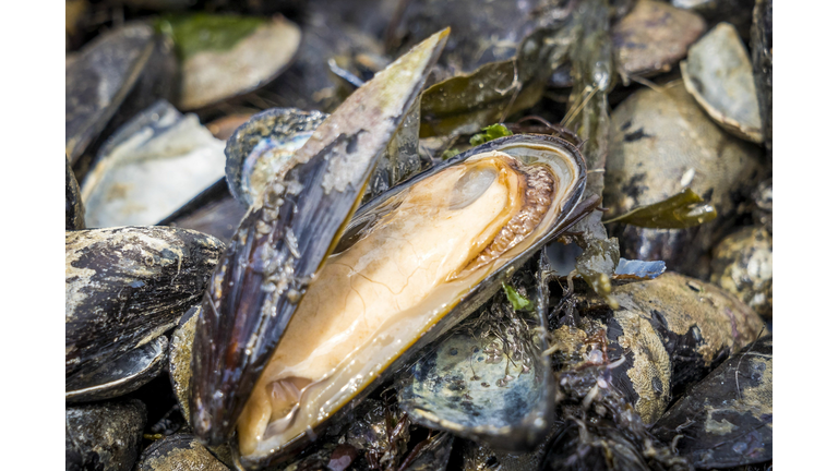 NETHERLANDS-SEAFOOD-FISHING