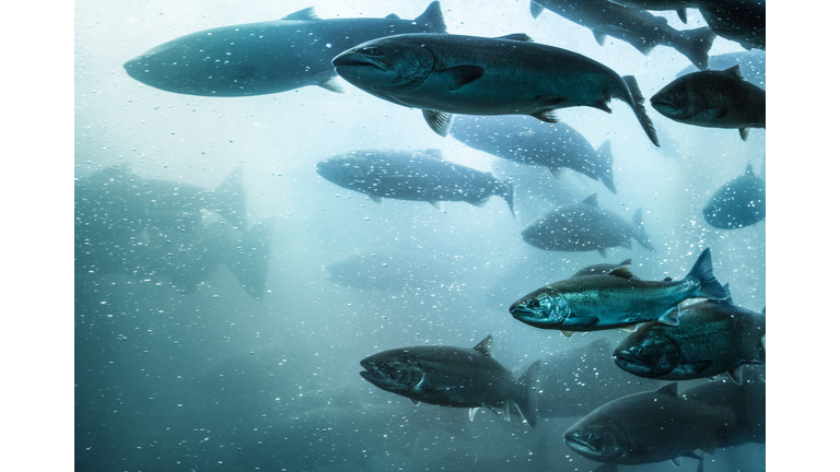 Salmon School Underwater.