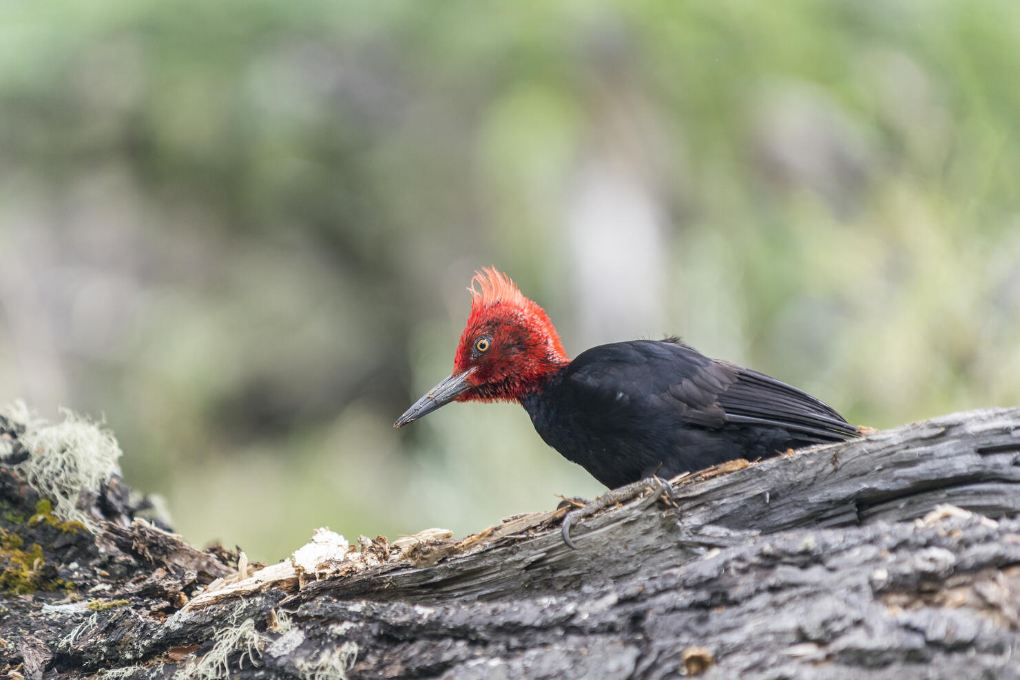 Magellanic Woodpecker,  Los Glaciares National Park, El Chalten, Argentina