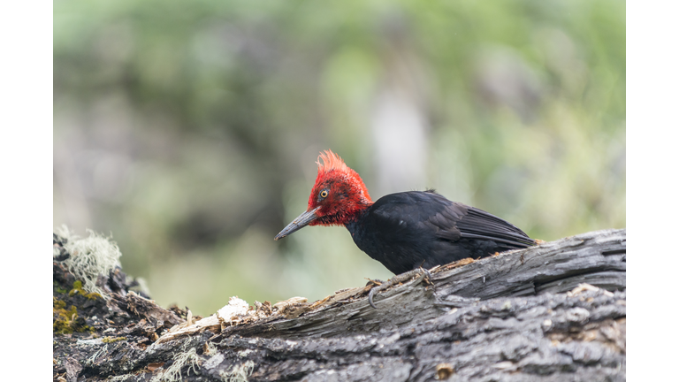 Magellanic Woodpecker,  Los Glaciares National Park, El Chalten, Argentina