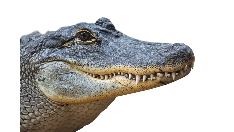 American alligator / common gator (Alligator mississippiensis) close-up of head against white background