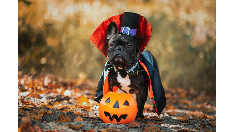 Bulldog dog in a dracula costume. Halloween vampire.