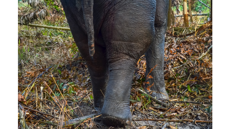 INDONESIA-ANIMAL