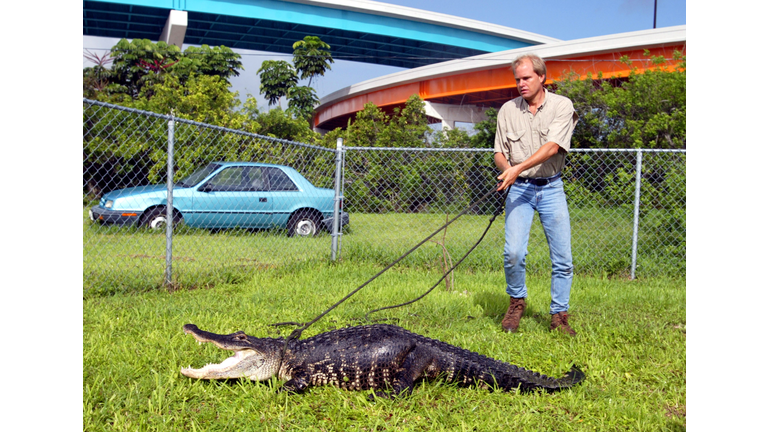 Alligator Trapper in Miami