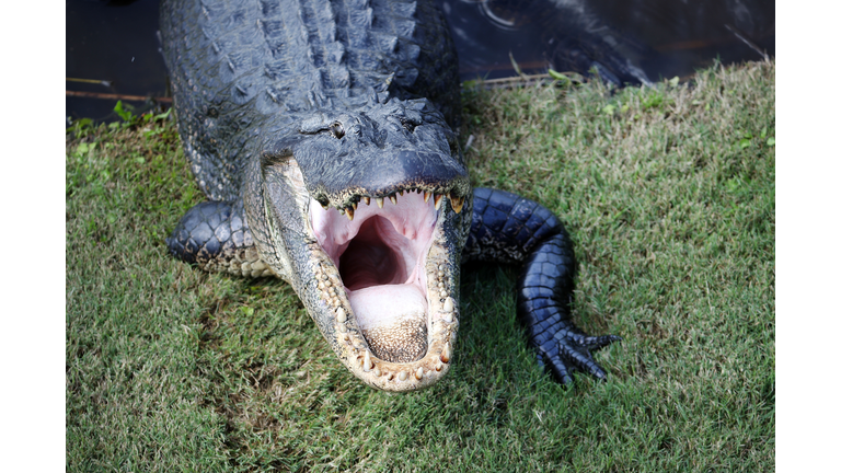 Zurich Classic Of New Orleans - Round One