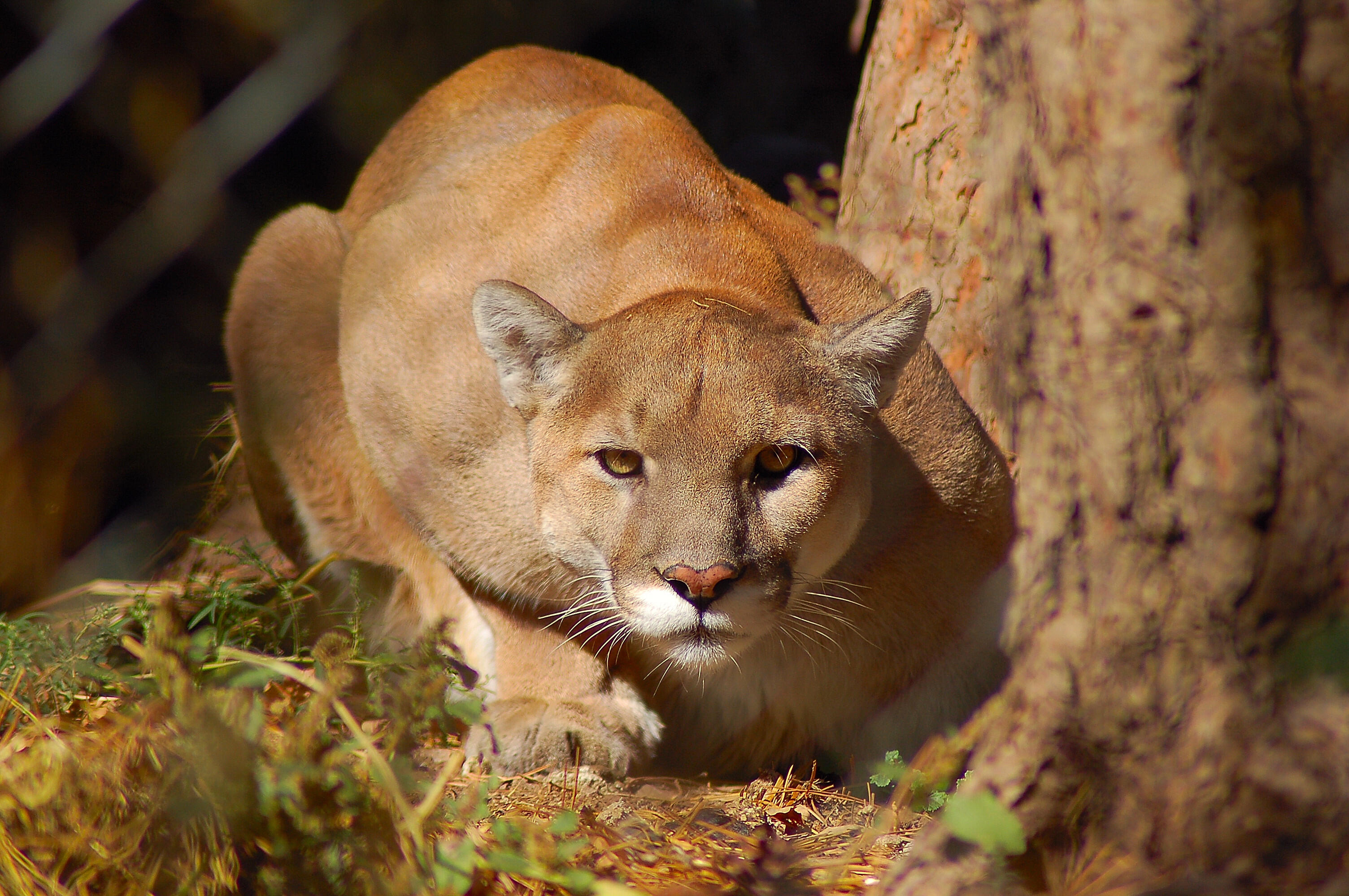 Mountain Lion Attacks Man Relaxing In Colorado Hot Tub With Wife | iHeart