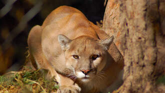 Mountain Lion Walks Into A High School