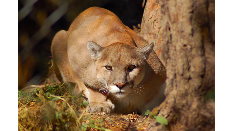 Crouching Mountain Lion