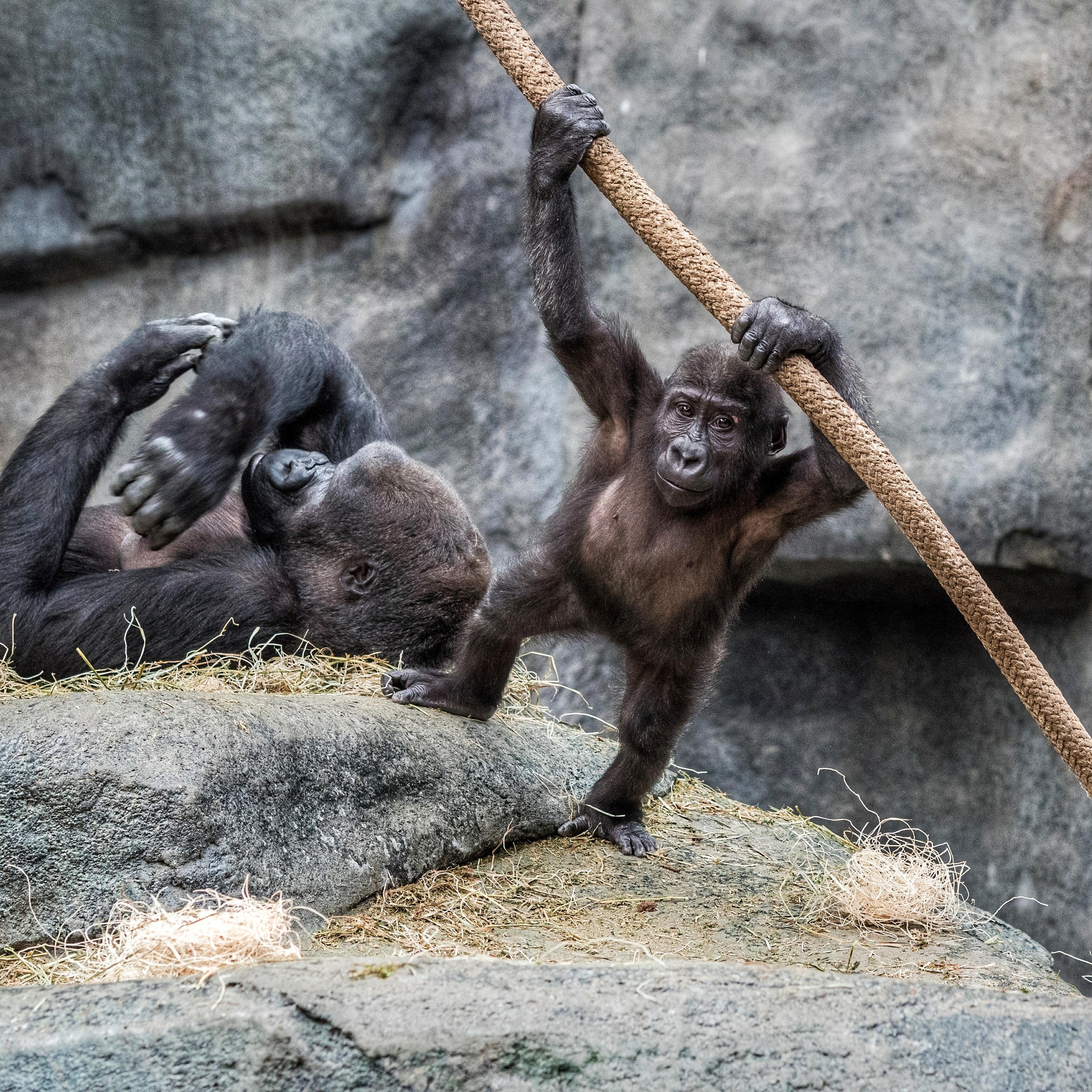 Baby Gorilla @ Melbourne Australia Zoo reacts to cold stethoscope :) | Lite  Rock 99.3 | Ken Holiday