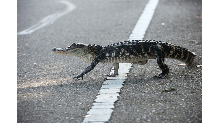 American alligator crossing the road