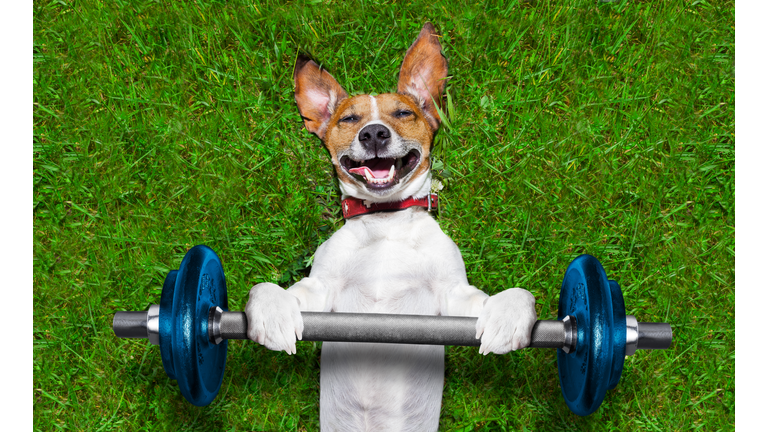 fitness dog