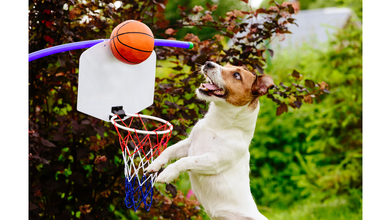 Funny basketball player catching ball above hoop