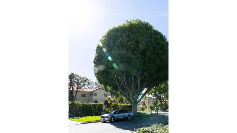 Mustang on the street of LA.
