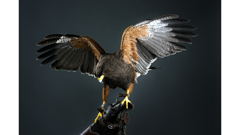 Harris hawk