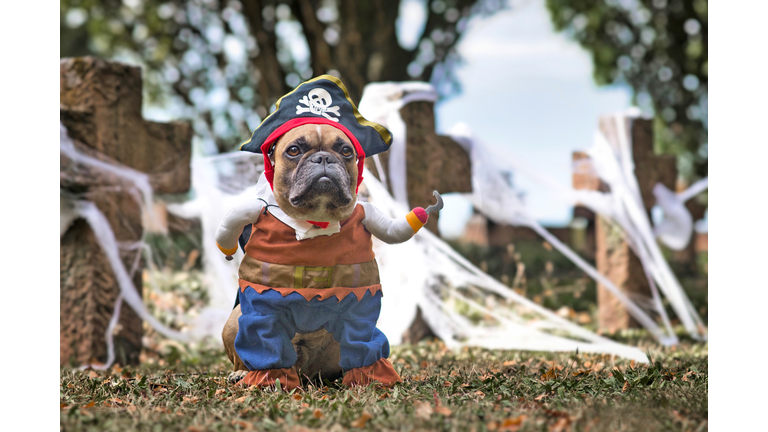 French Bulldog dog wearing pirate Halloween costume with hat and hook arm in front of graveyard covered in spider webs