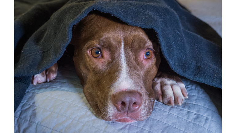 Scared dog laying on a bed with head under a blanket