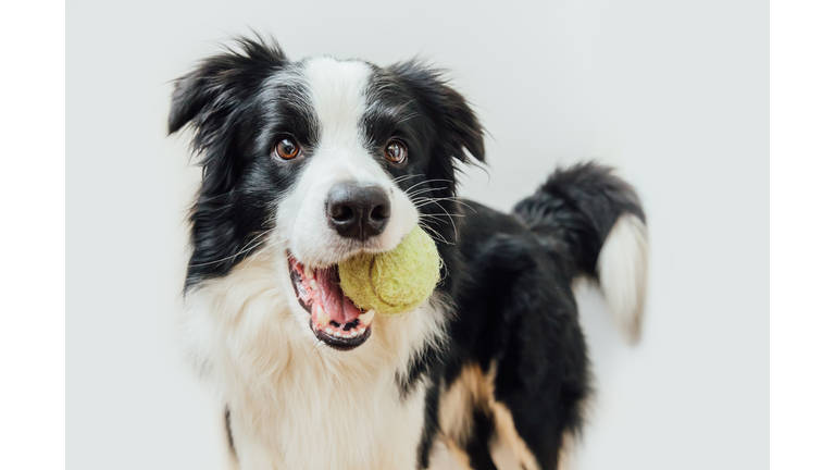 Funny portrait of cute puppy dog border collie holding toy ball in mouth isolated on white background. Purebred pet dog with tennis ball wants to playing with owner. Pet activity and animals concept