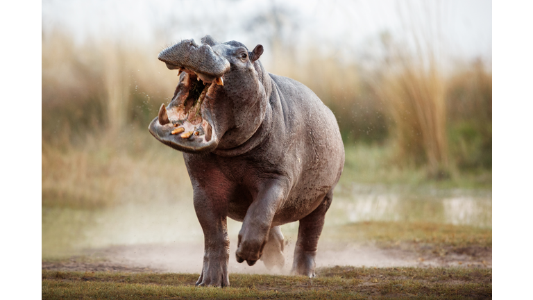 Aggressive hippo male attacking the car.