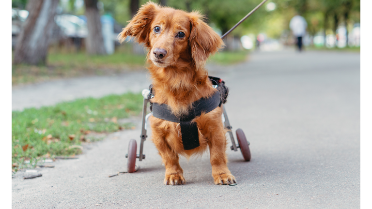 The dog is disabled. The dog is in a wheelchair.