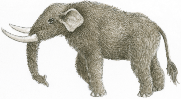 Illustration of Mastodon (Mammut), prehistoric mammal with furry skin and long, white tusks