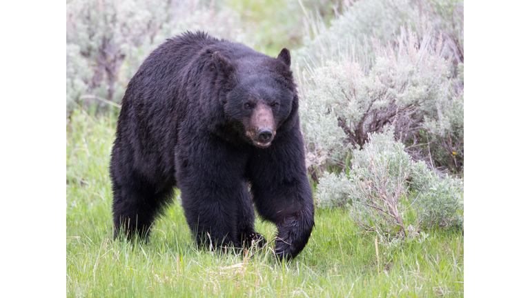 Big Yellowstone Black Bear