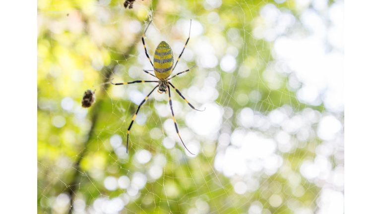 Joro Spider Horizontal