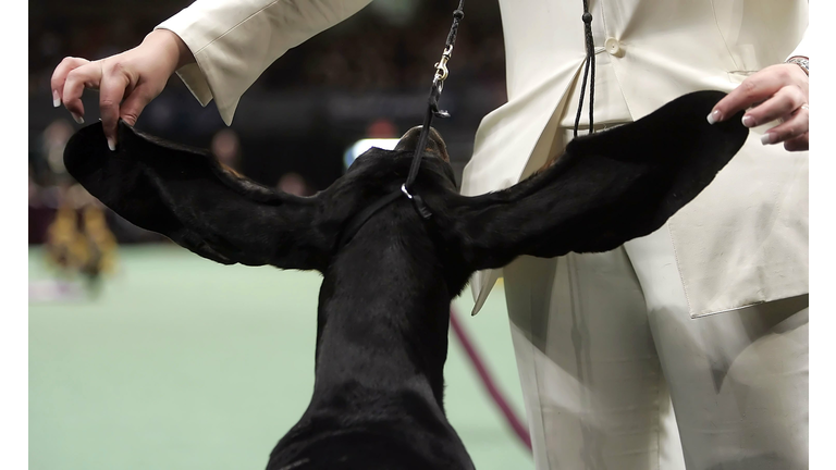 Prize Canines Vie For Glory At Westminster Dog Show