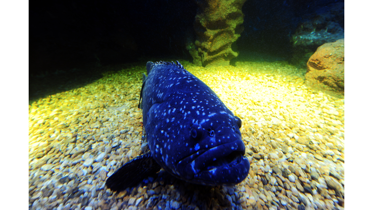 A grouper swims at the Turkuazoo,Turkey'