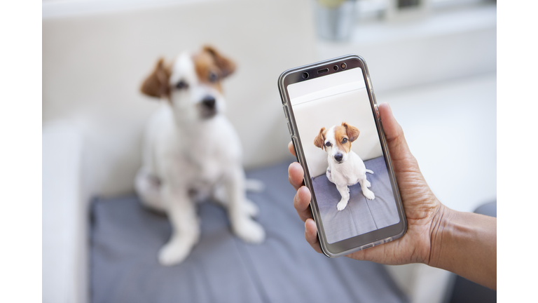 curious dog on a screen phone