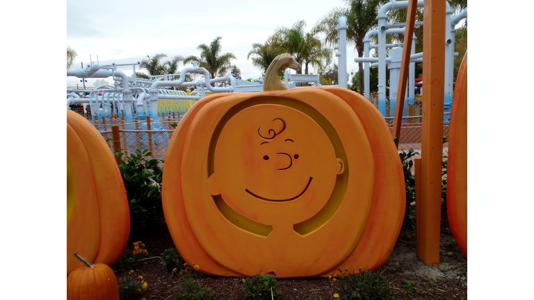 Charlie Brown Pumpkin in garden