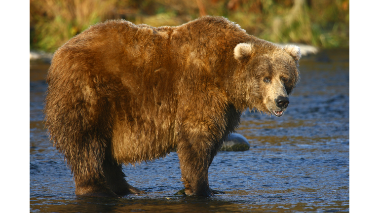 kodiak brown bear