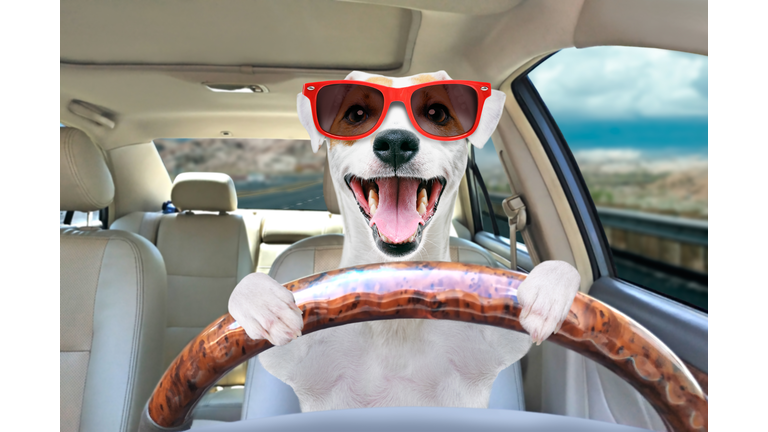 Portrait of a funny dog Jack Russell Terrier in sunglasses behind the wheel of a car