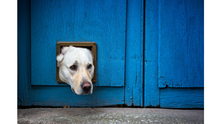 Head of Labrador dog sticking through cat flap