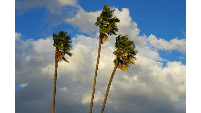 Background of Palm Trees, Clouds, Wind in Southern California