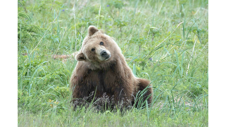 Curious Coastal Brown Bear