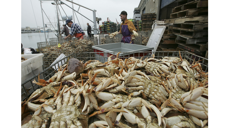 Dungeness Crab Season Opens In San Francisco