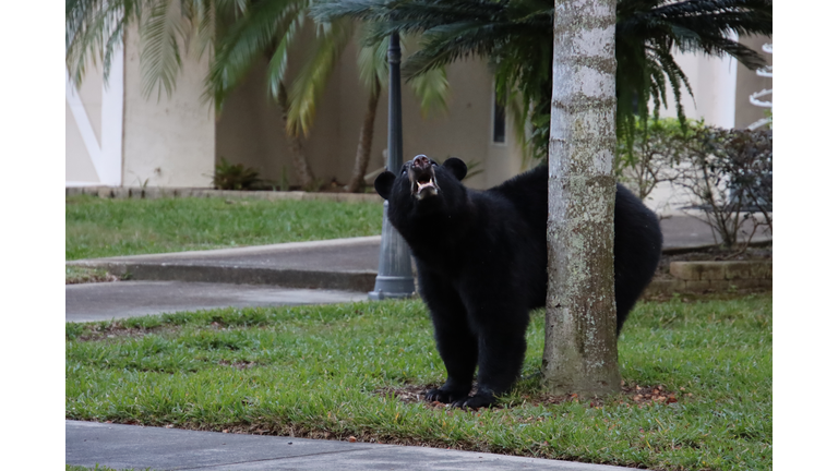 Florida Black Bear in suburban neighborhood