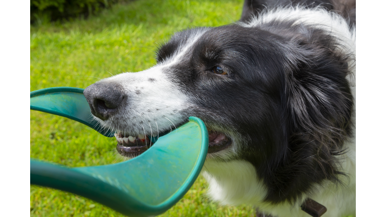Border Collie playing tug with a green frisbee