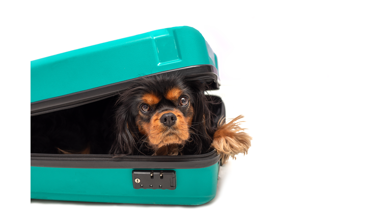 Dog Cavalier King Charles Spaniel lies in suitcase and looking into camera. Isolated on white background. Travel. concept. Copy space