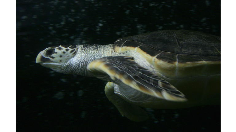 177kg Turtle Relocates To Sydney Aquarium